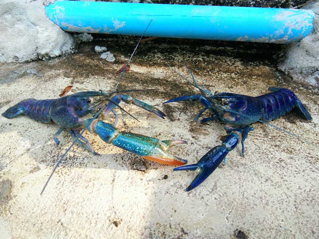 ความสำคัญของตับกุ้ง (Hepatopancreas)