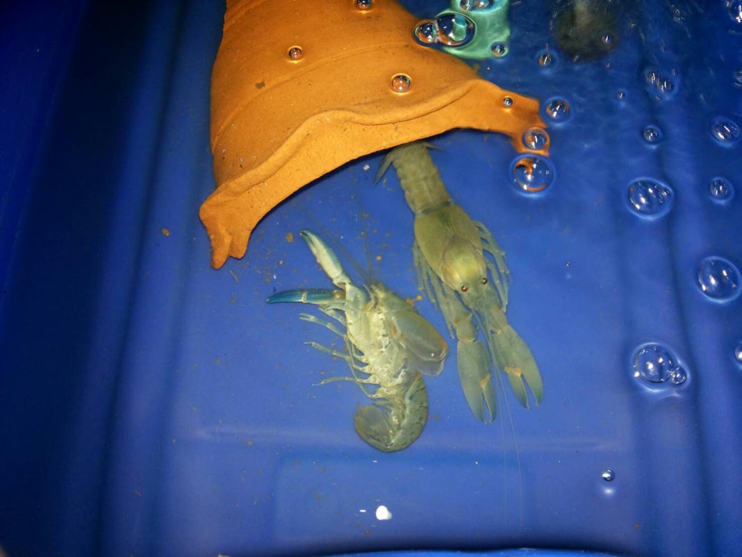 การเลี้ยงกุ้งควรเสริมแคลเซียมให้กุ้งหรือไม่?
