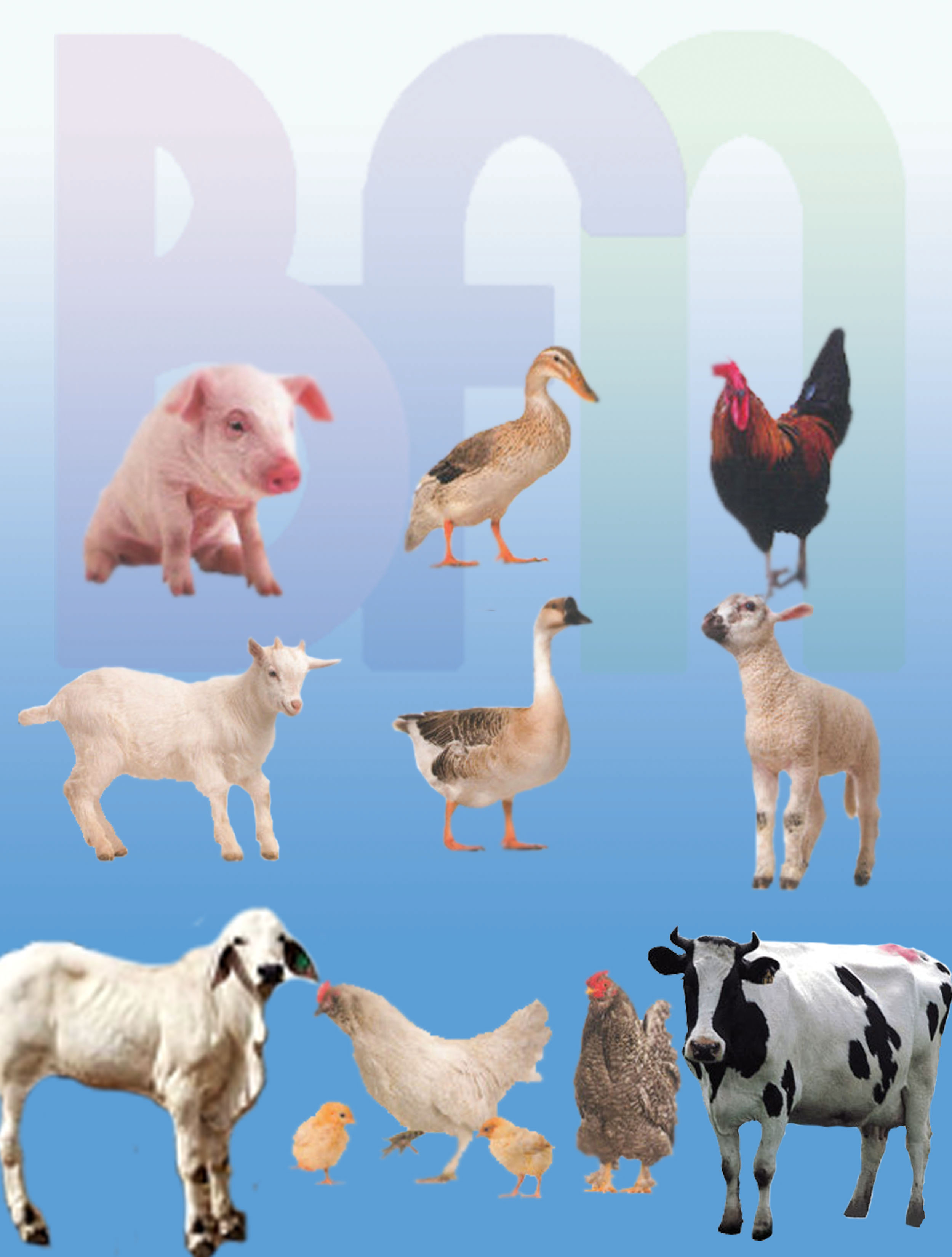 CHITOSAN FOR POULTRY.